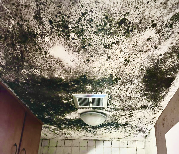 Mold Remediation Mold Remediation